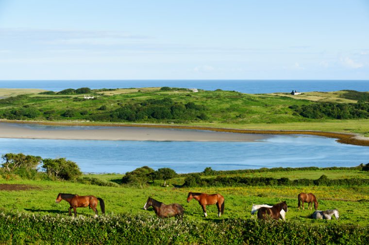 Beautiful landscape with horses in County Sligo, Ireland