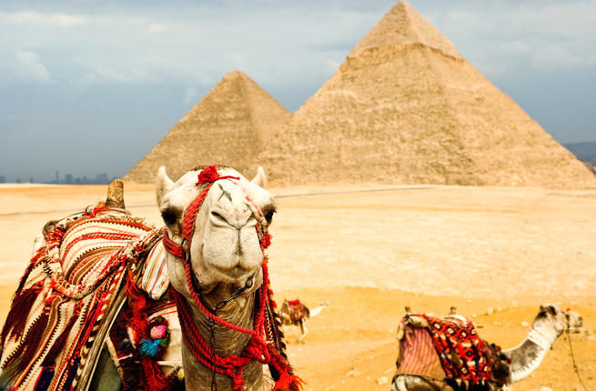 Camel in Egypt (Shutterstock)