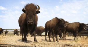 North Dakota author details comeback of American buffalo