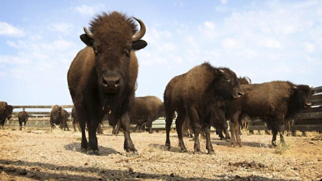 North Dakota author details comeback of American buffalo
