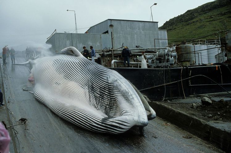 Tourists, your travel money is probably contributing to the whaling industry