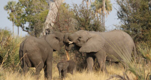 Trafalgar’s Africa expansion highlights increased interest in continent