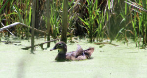 Two hours at Tamarac: Birds, bugs, plants and points of interest: A lot can be seen in just a little time at this National …