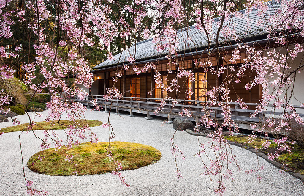 Cherry Blossoms at Portland Japanese Garden