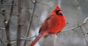 Simple Tricks to Attract Birds in Winter 2018/19 Attract Birds in Winter