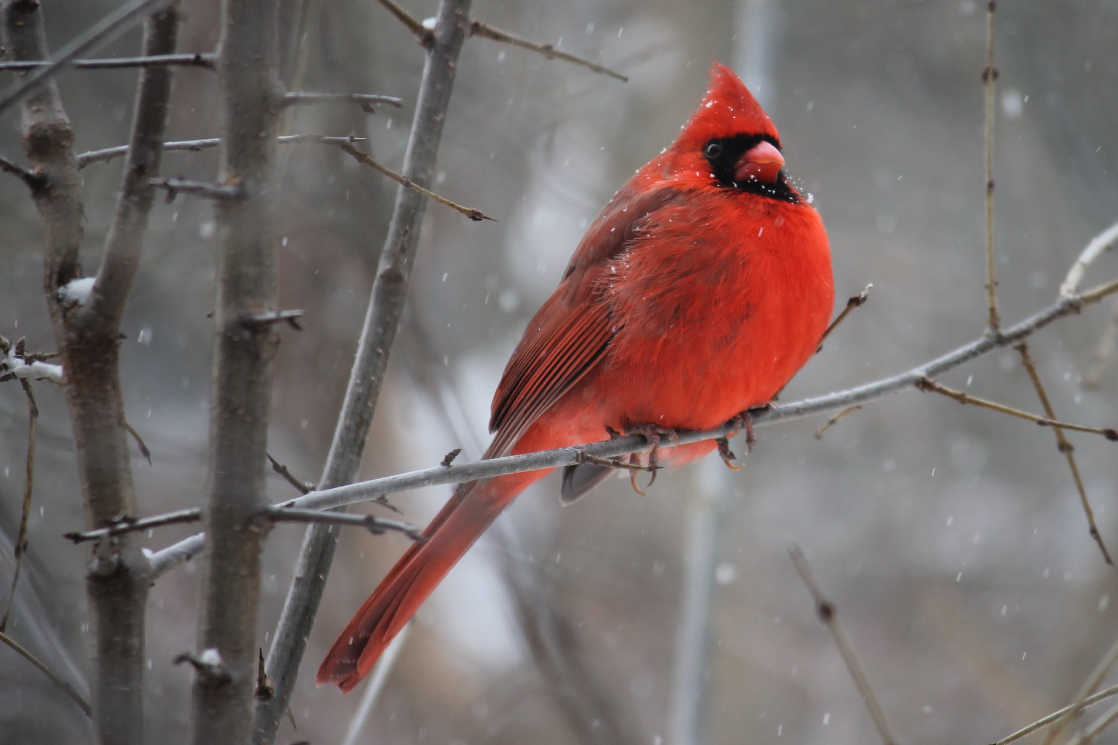 Attract Birds in Winter