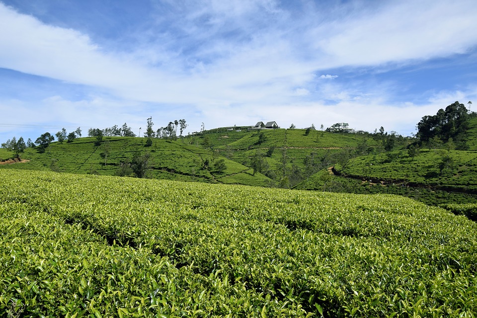 Tea Country, Sri Lanka
