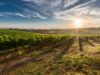 World’s 10 Best Trips for Wine Lovers Wine Lovers