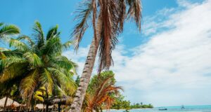 Top 5 Things to Do in Punta Cana Caribbean beach with palm trees